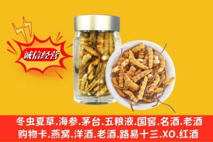 南宁市兴宁回收散虫草